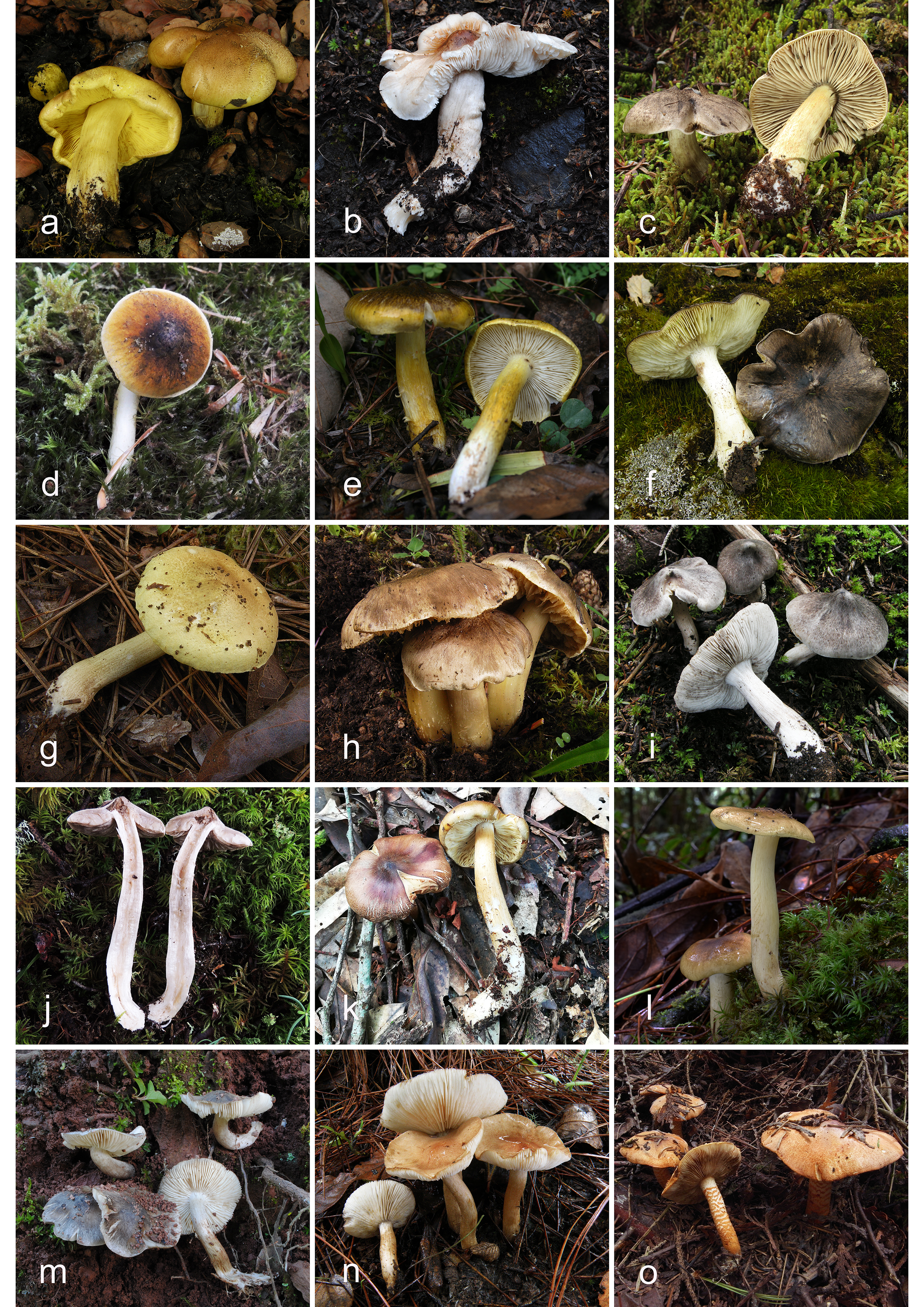 Figure 28